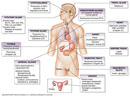 best HGH supplements explanation