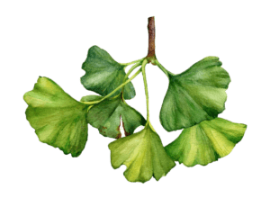 Ginkgo Biloba