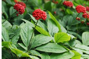 korean ginseng