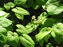 Epimedium for erection enhancement