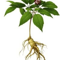 ginseng as a plant is a natural testosterone booster used as supplements