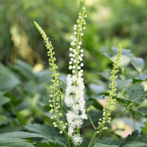 black cohosh is an integral ingredient in the most effective over-the-counter remedies for vaginal dryness